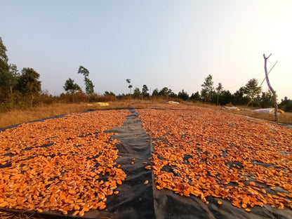 Lakadong Turmeric: Nature's Golden Elixir - 100g